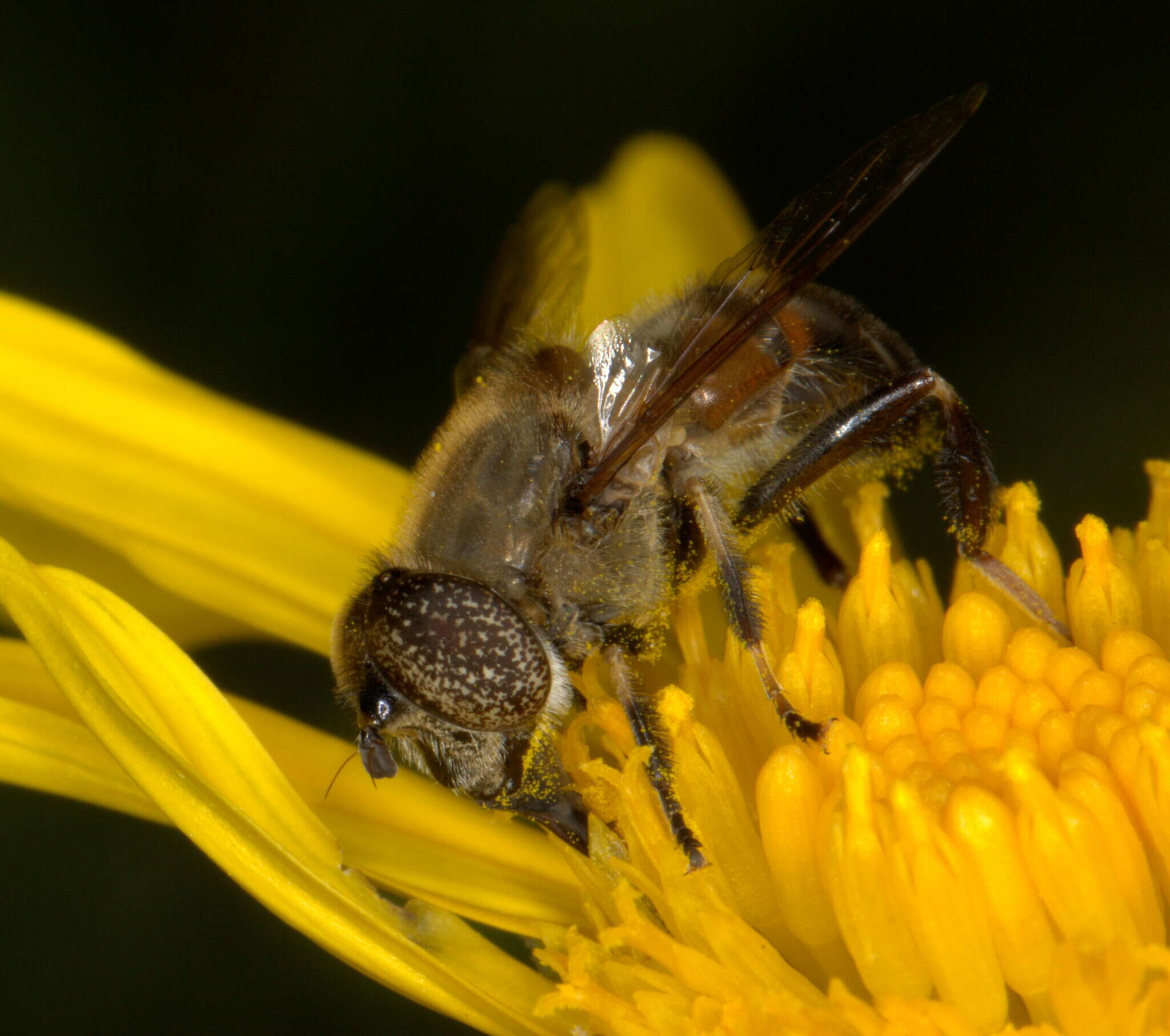 Image of Eristalinus haplops (Wiedemann 1830)