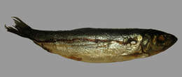 Image of Atlantic Herring