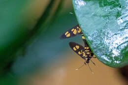 Imagem de Amata macroflavifer