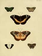 Image of Euthalia aeropa Linnaeus 1758