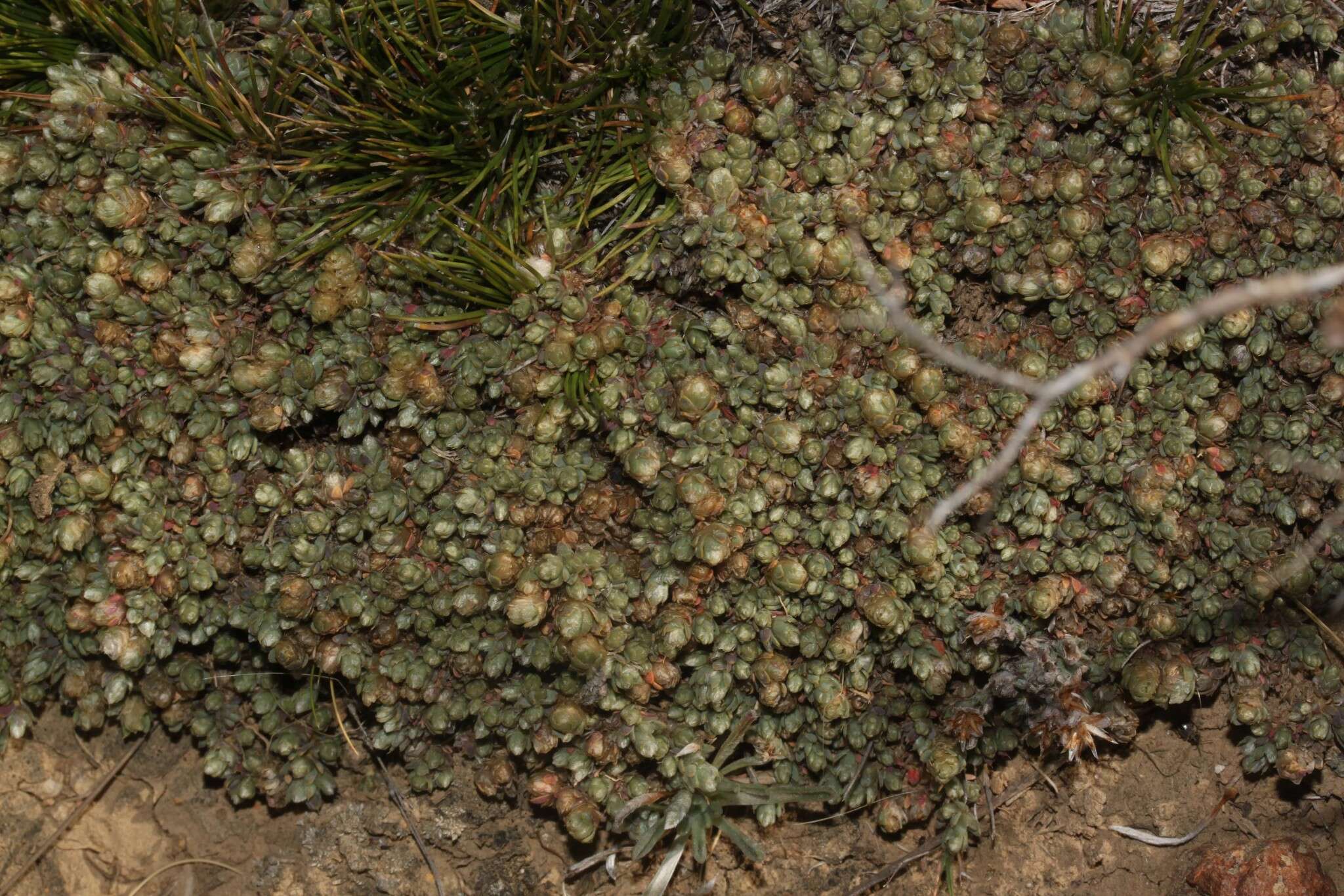 Image of Paronychia andina A. Gray