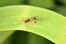 صورة Anaphalantus longicornis (Macquart 1843)