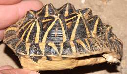 Image of Southern Tent Tortoise