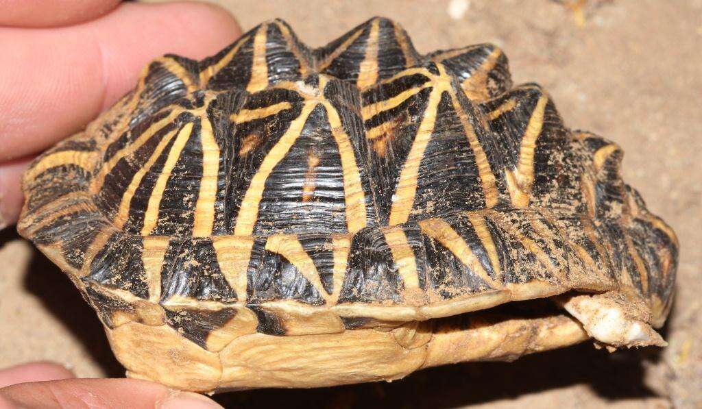 Image of Southern Tent Tortoise