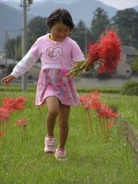 Image of red spider lily