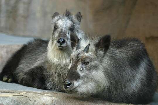 Image of Japanese Serow