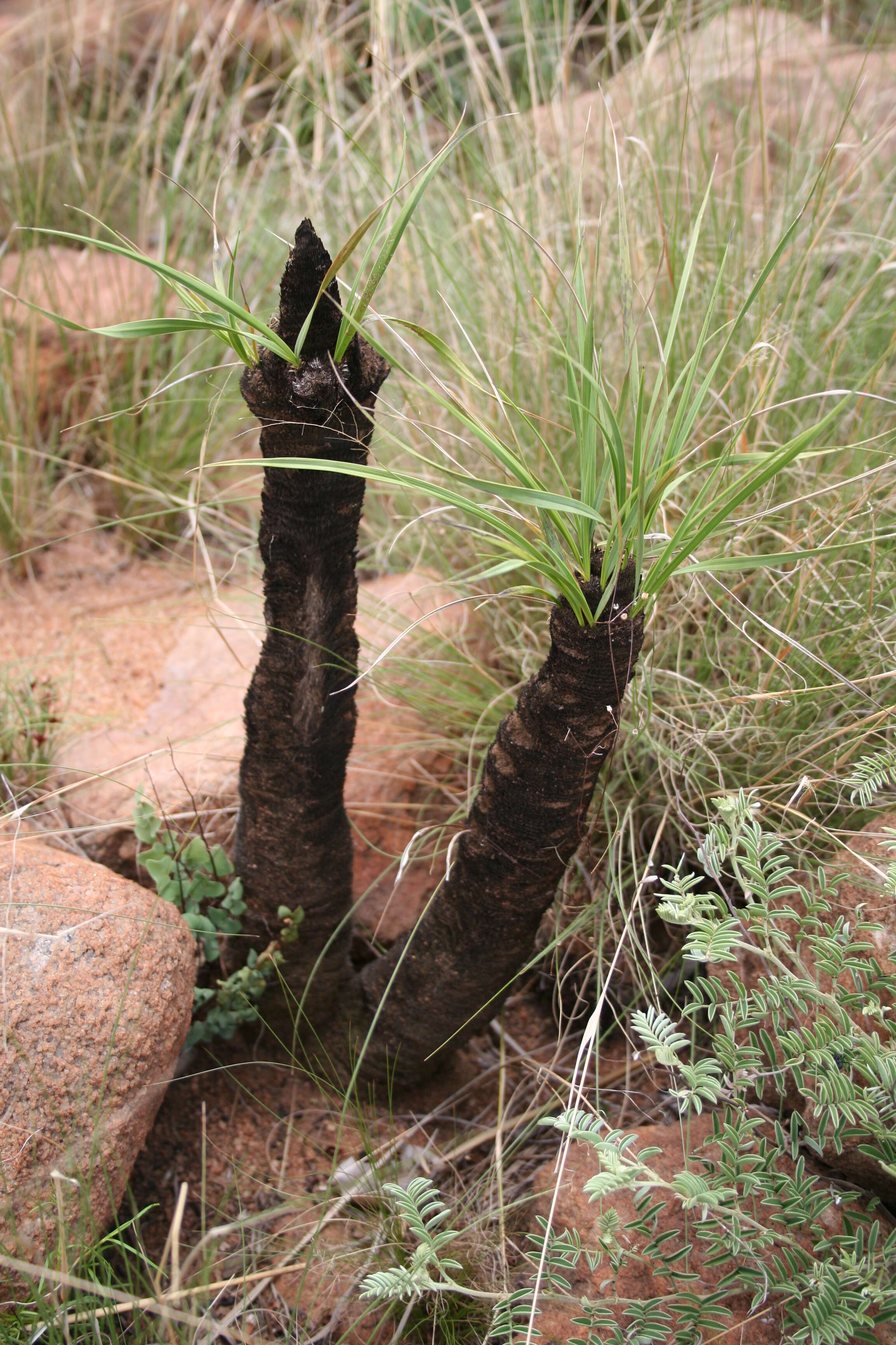 Image of Black-stick lily