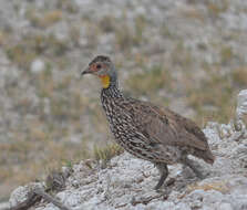 Pternistis leucoscepus (Gray & GR 1867) resmi