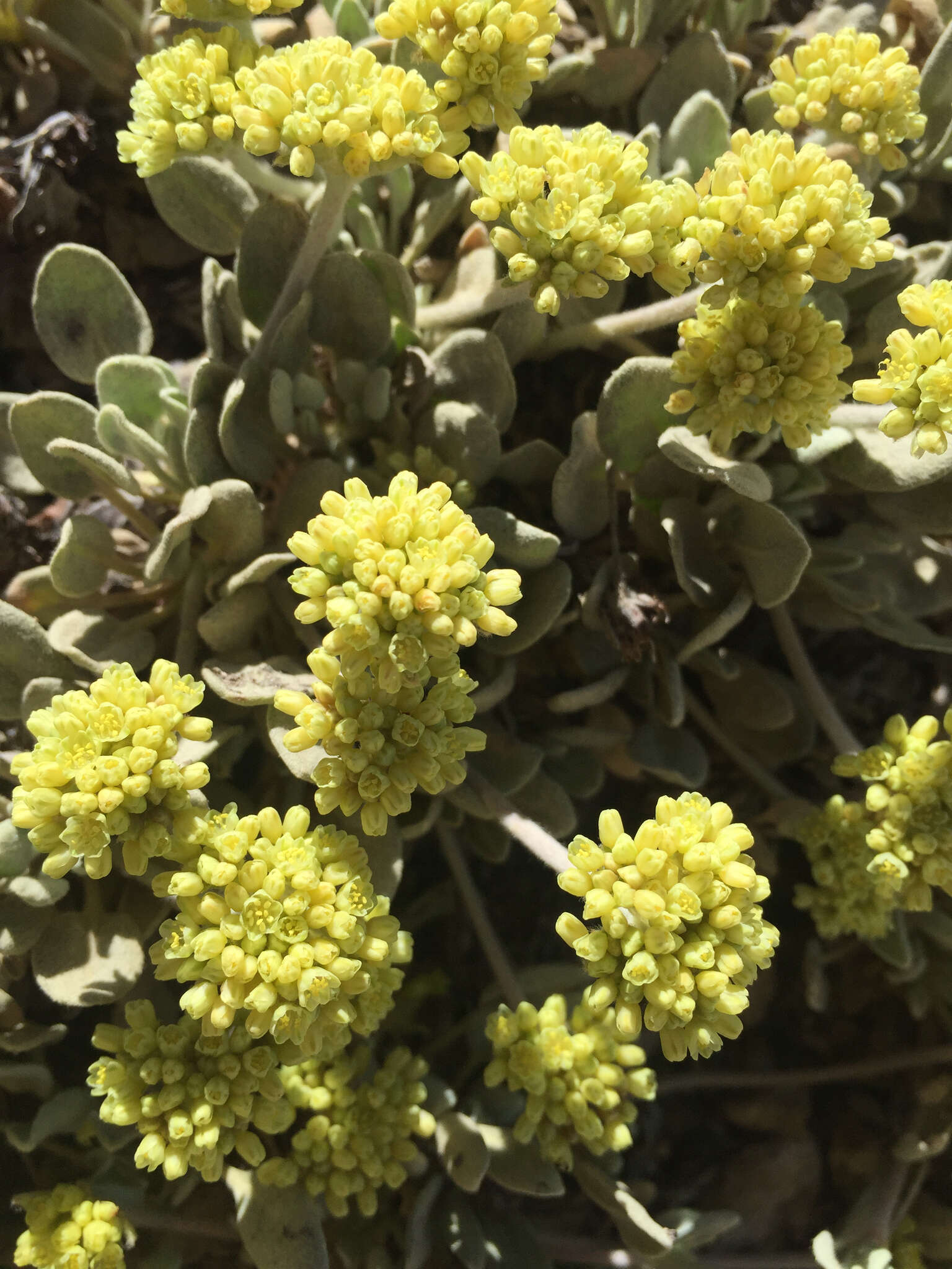 Image of frosted buckwheat