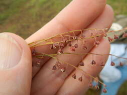 Image of San Saba pinweed