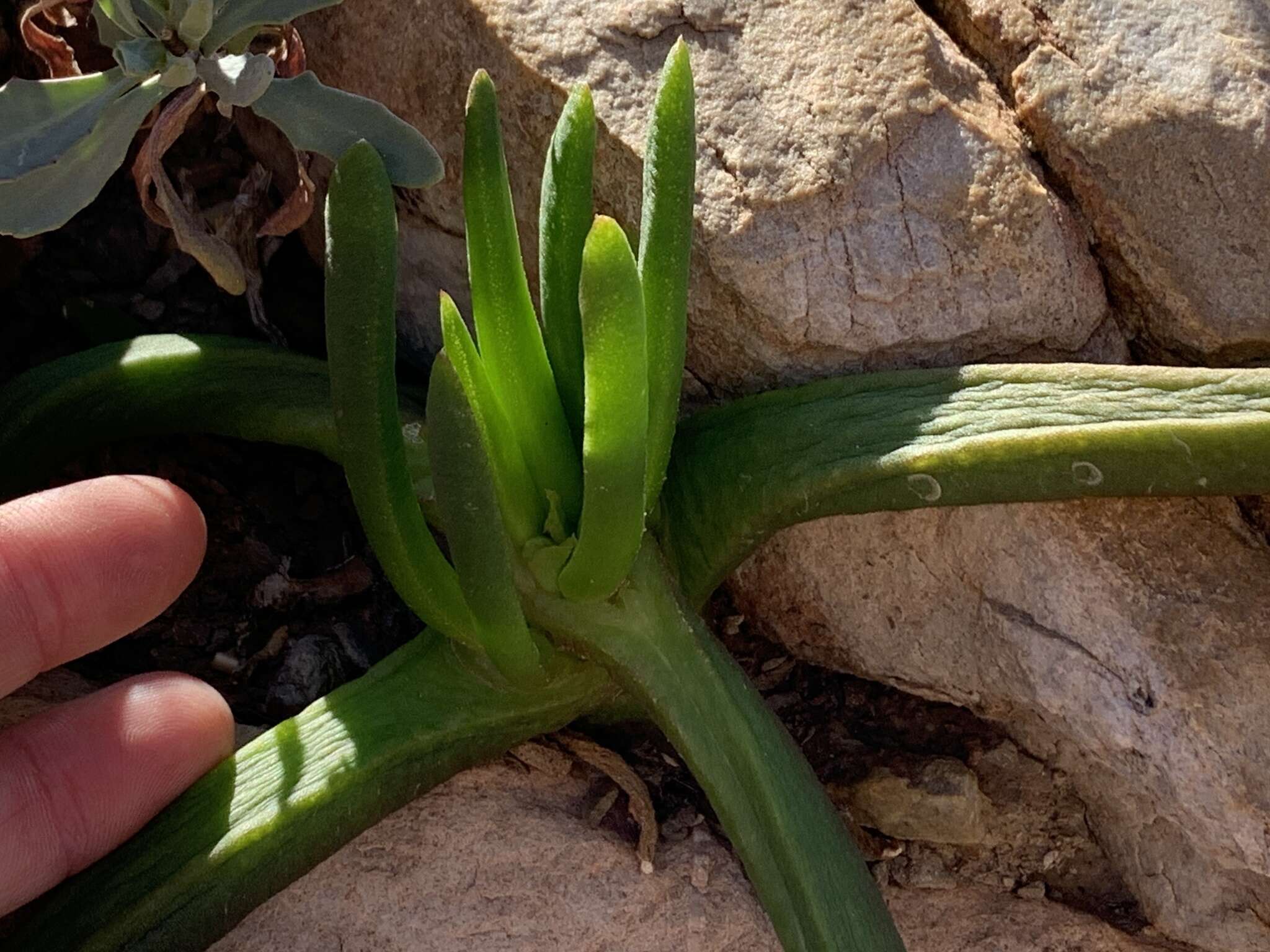 Image de Glottiphyllum surrectum (Haw.) L. Bol.