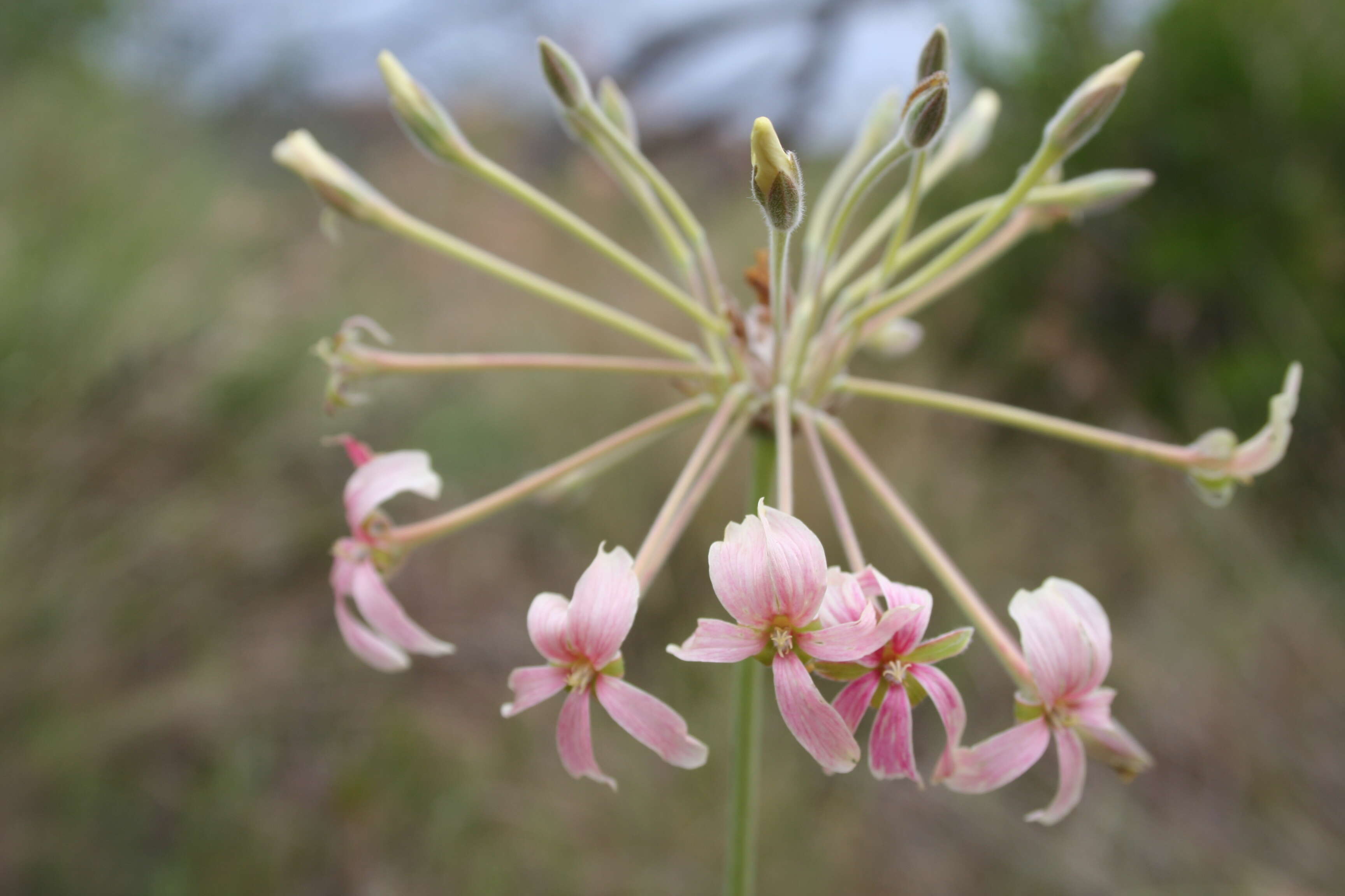 Imagem de Pelargonium luridum (Andr.) Sweet