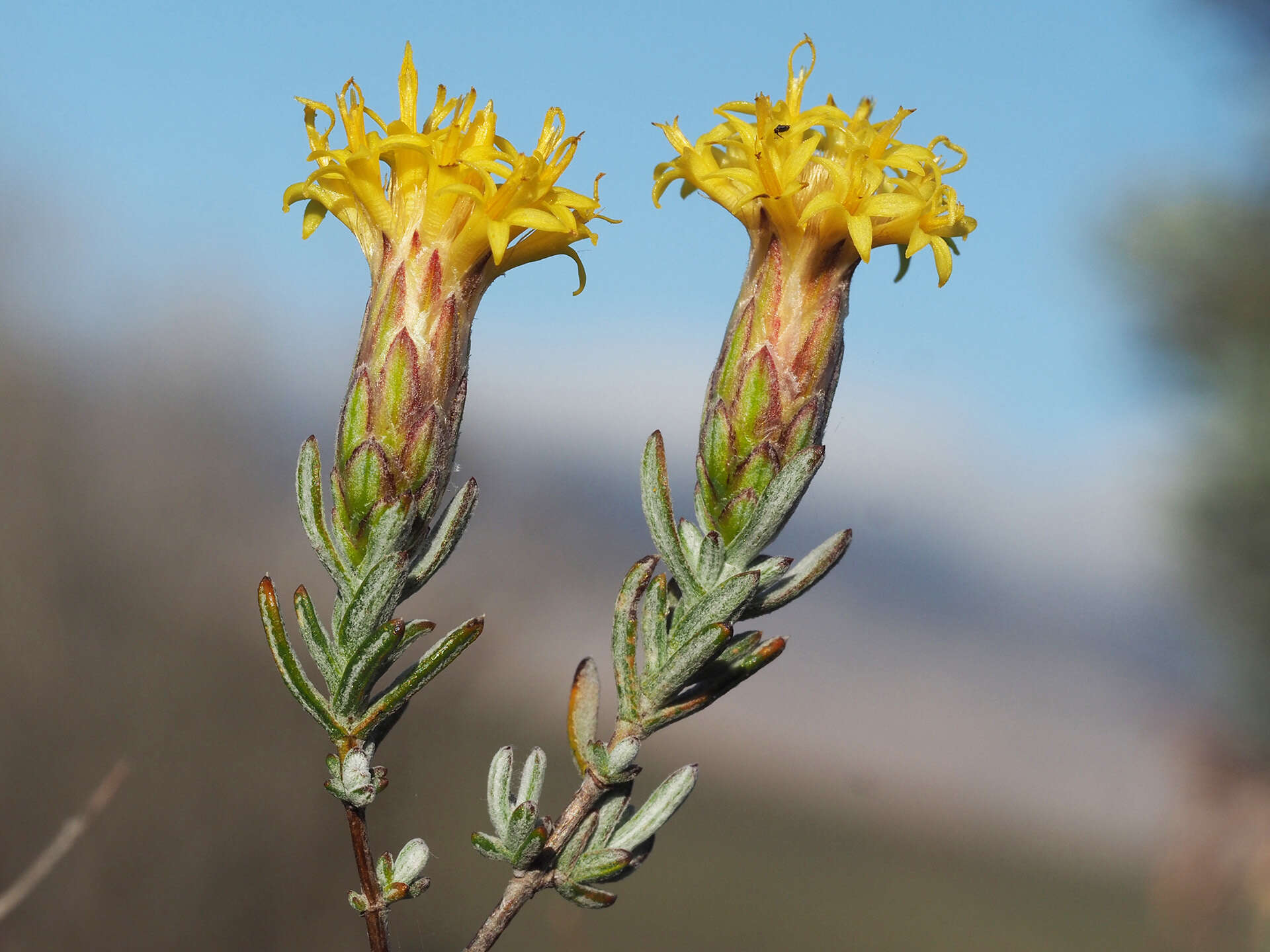 صورة Pteronia cinerea L. fil.