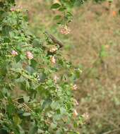 Image of Purple Sunbird