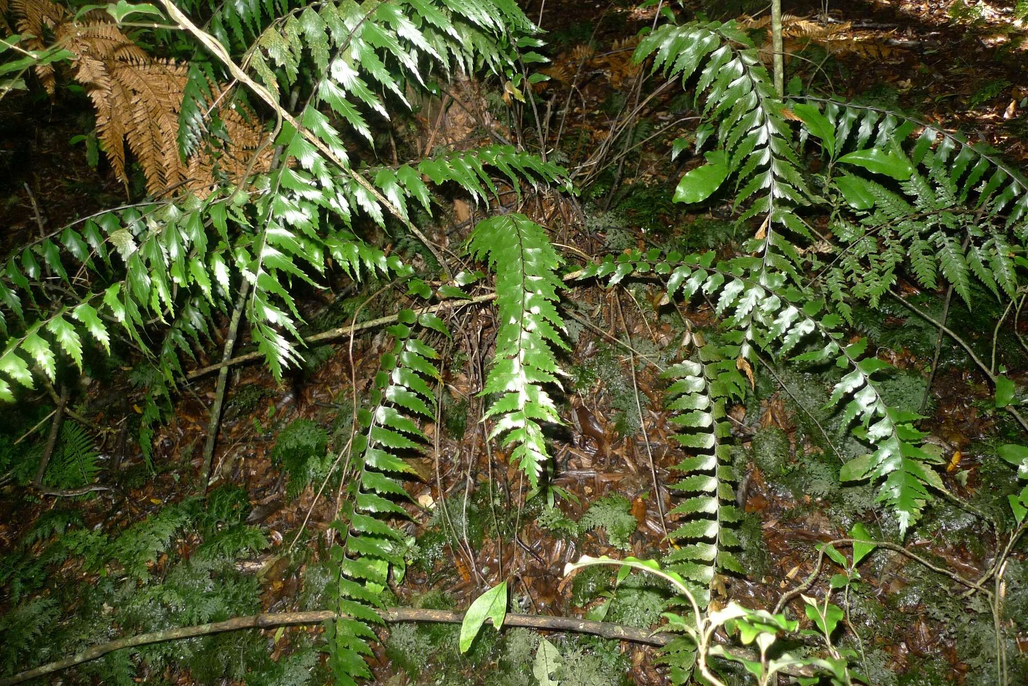 Image of sickle speenwort