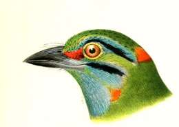 Image of Asian barbets