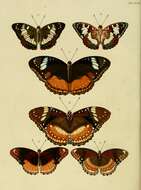 Image of Hypolimnas alimena Linnaeus 1758