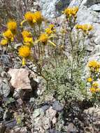 Image of Lewis' groundsel