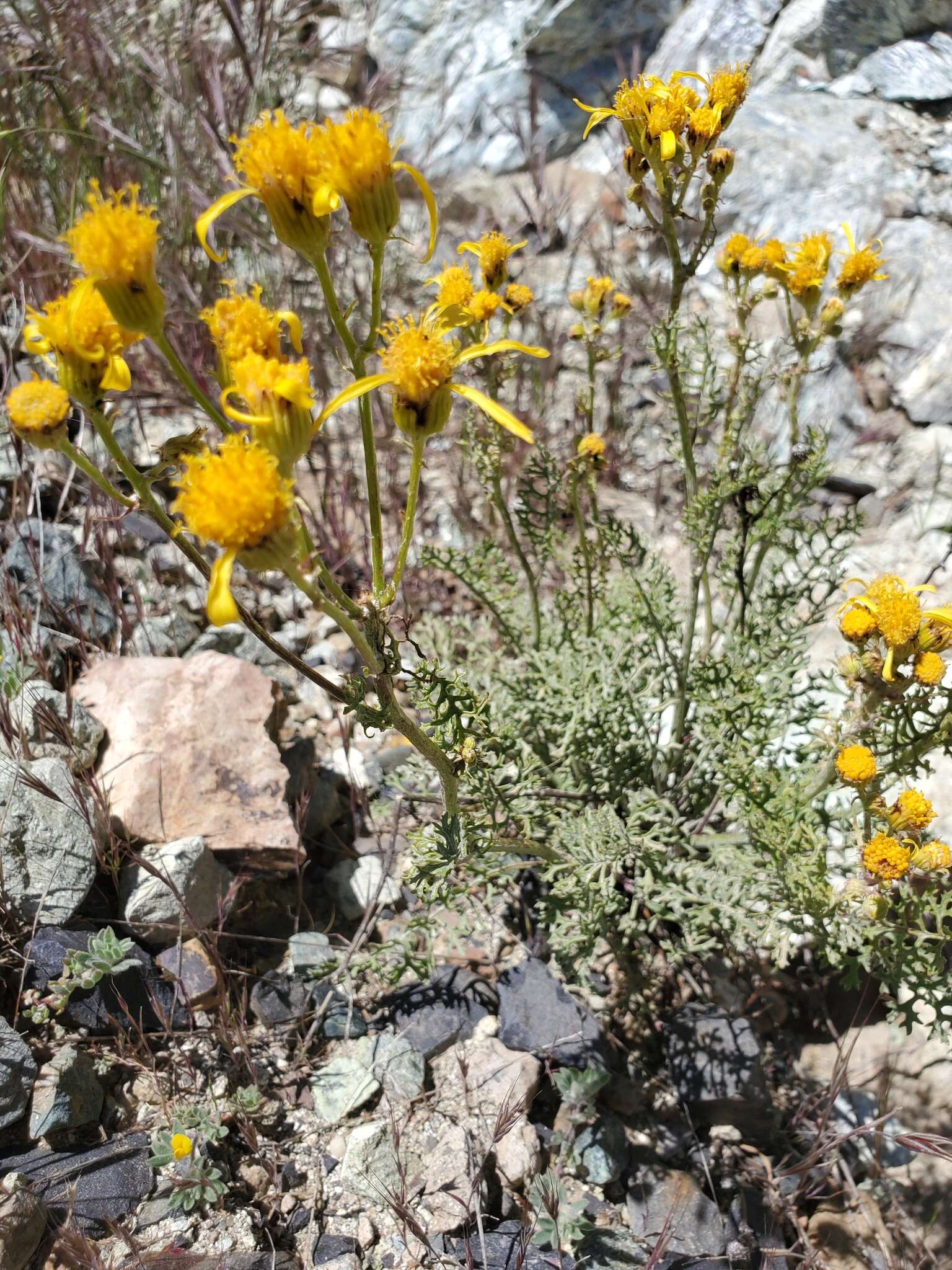 Image of Lewis' groundsel