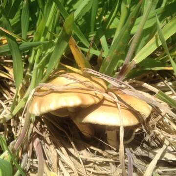 Image of Agrocybe praecox (Pers.) Fayod 1889