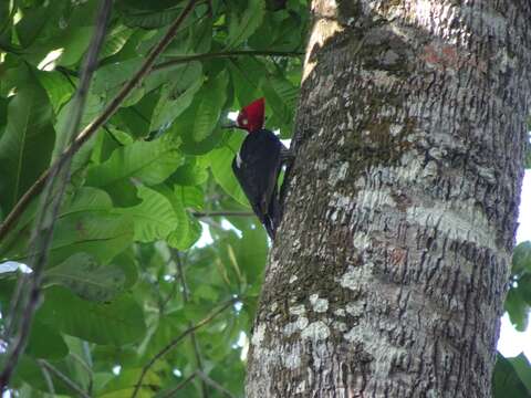 Image of Crimson-crested Woodpecker