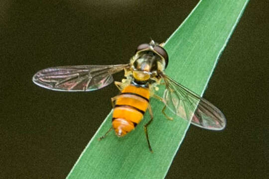Image of Episyrphus trisectus (Loew 1858)