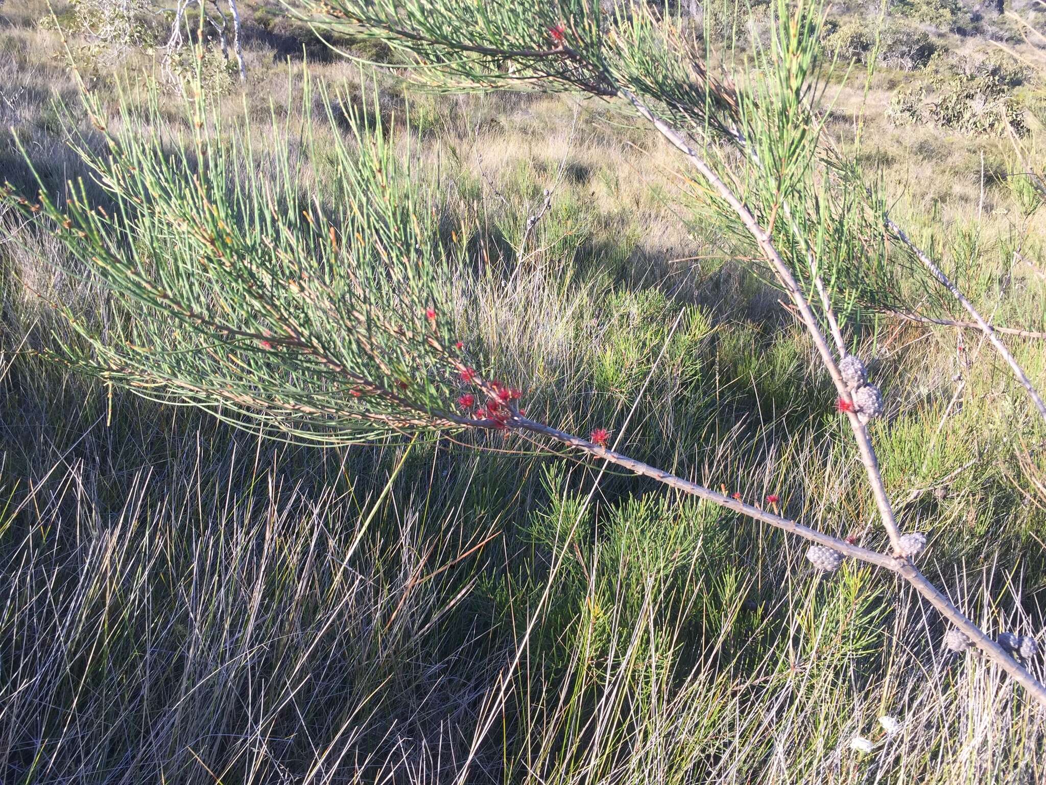 Image of Allocasuarina thalassoscopica L. A. S. Johnson