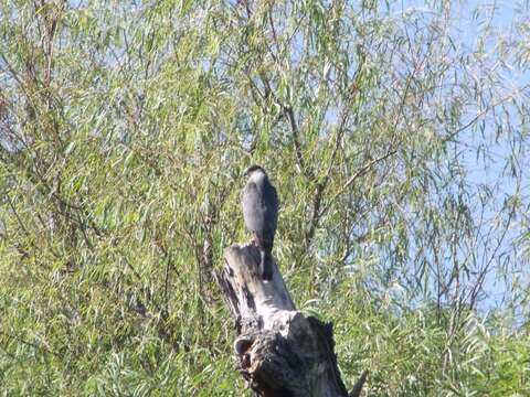 Image of Cooper's Hawk