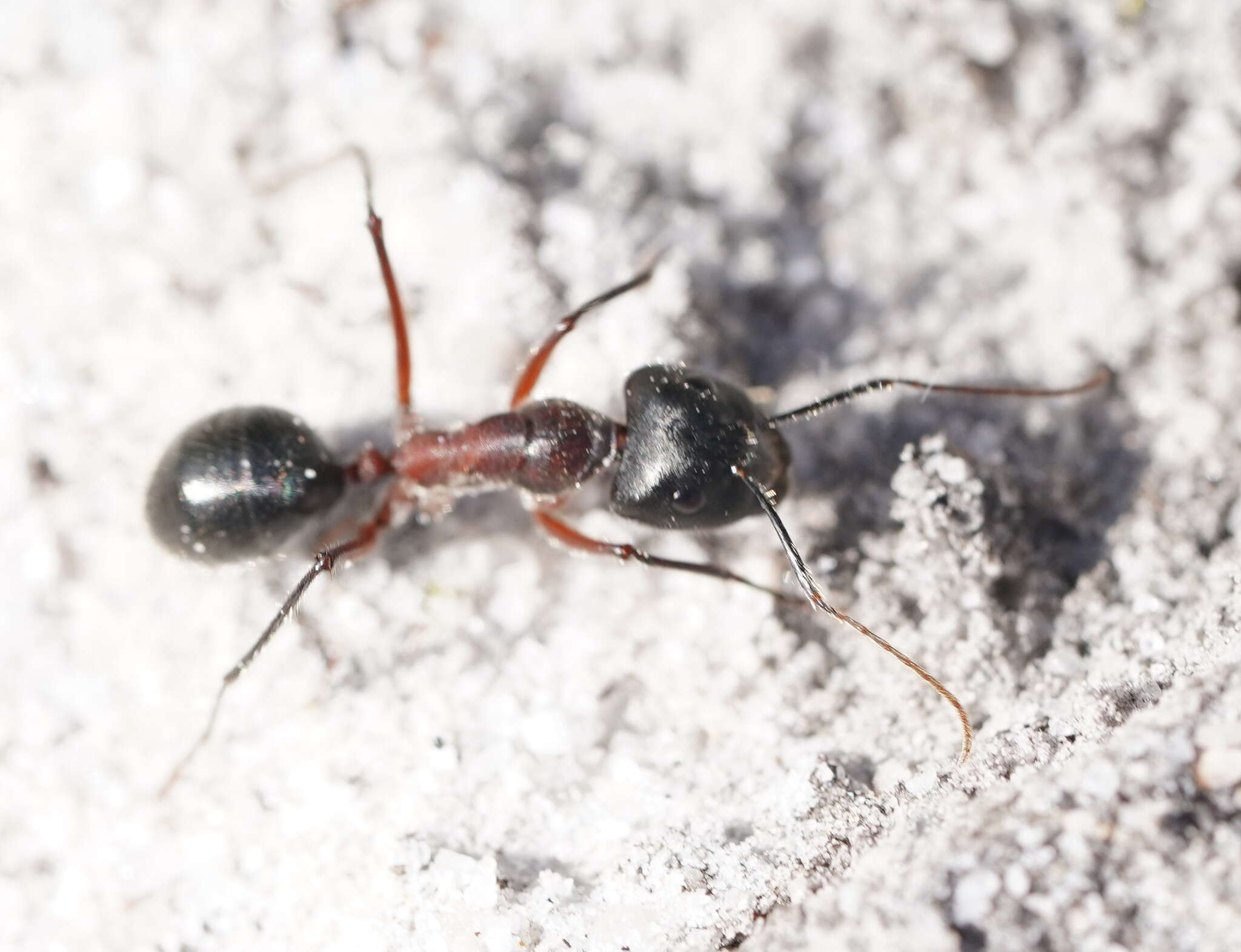 Image of Camponotus intrepidus (Kirby 1819)