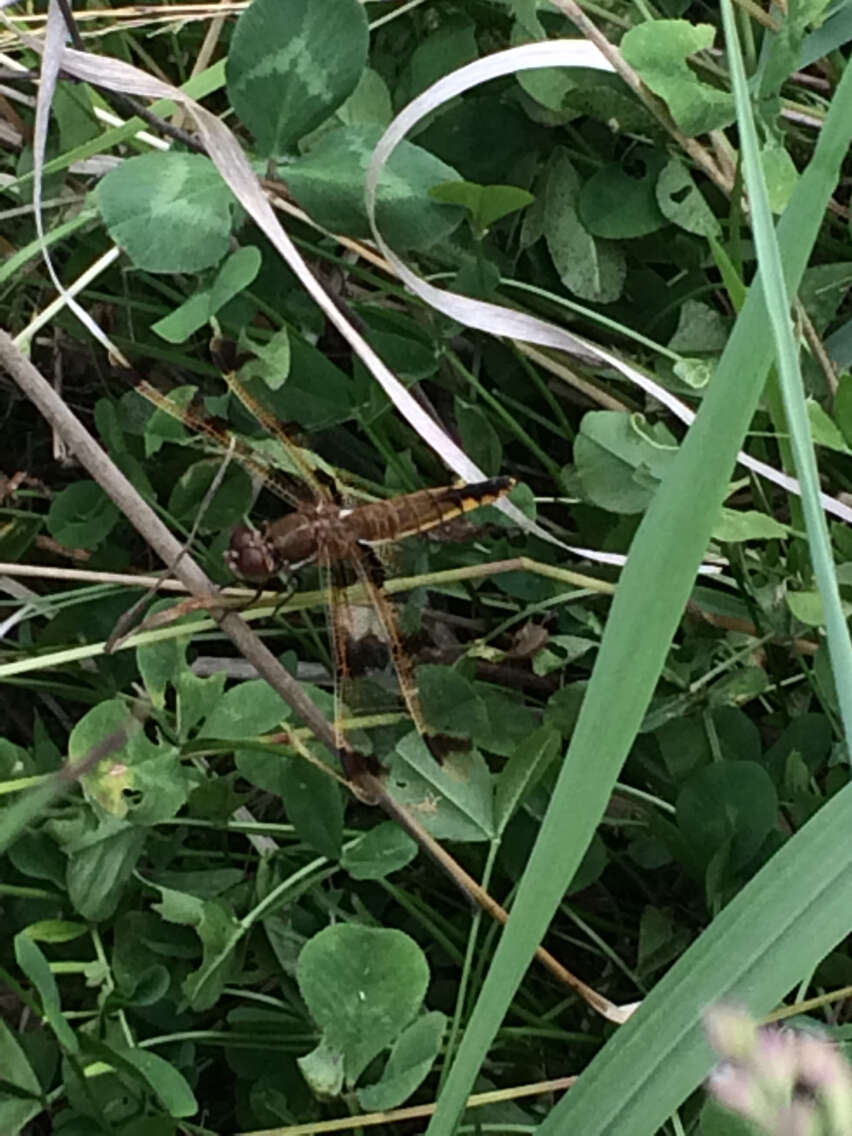 Image of Painted Skimmer