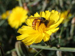 Image of Andrena isis Schmiedeknecht 1900