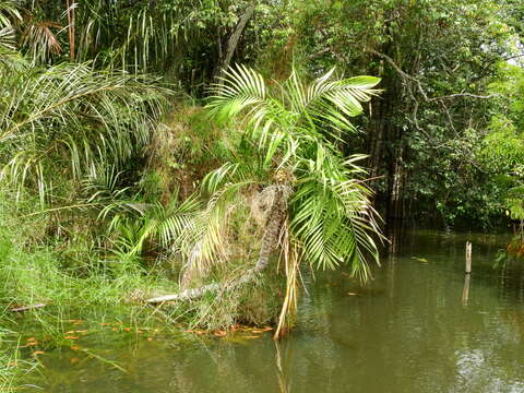 Leopoldinia pulchra Mart.的圖片