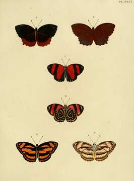 Image of Elymnias hypermnestra Linnaeus 1763