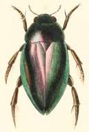 Hydrochara caraboides (Linnaeus 1758) resmi
