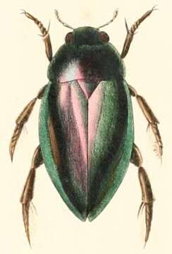 Image of Lesser silver water beetle