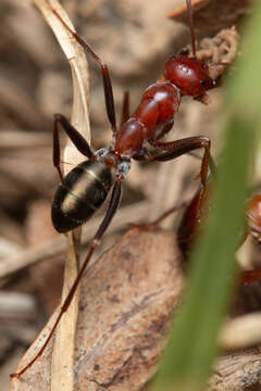 Image of <i>Melophorus rufoniger</i>