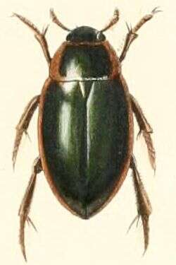 Image of Hydrophilus