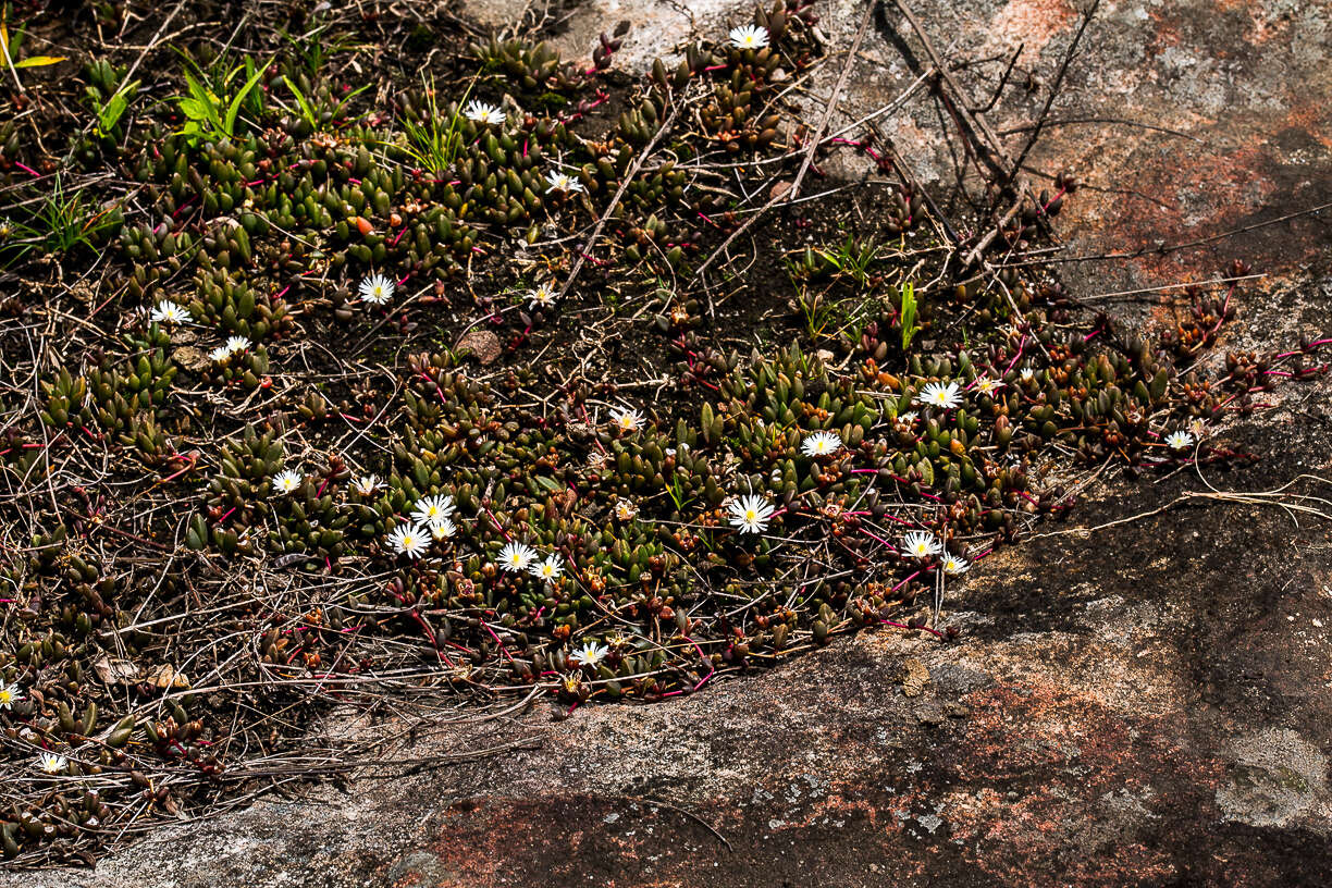 Image of Delosperma subpetiolatum L. Bol.