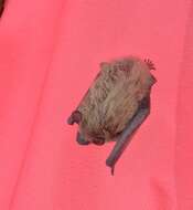 Image of Evening Bat