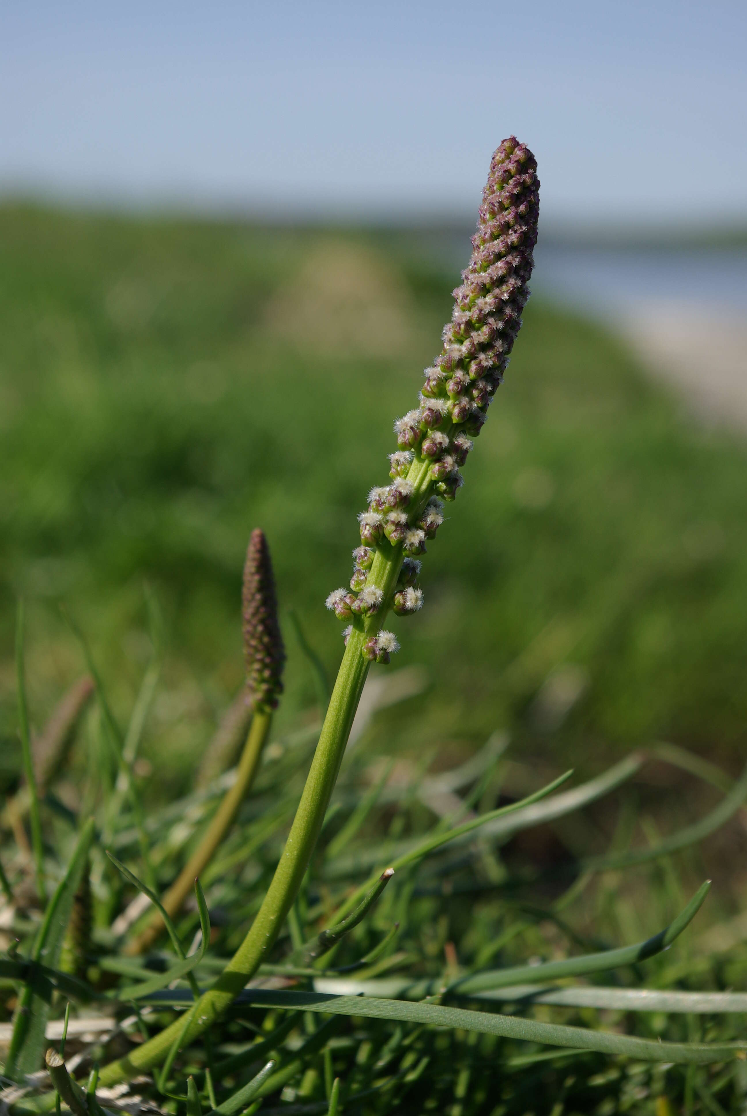 Image of Sea Arrowgrass