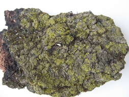 Image of eggyolk lichen