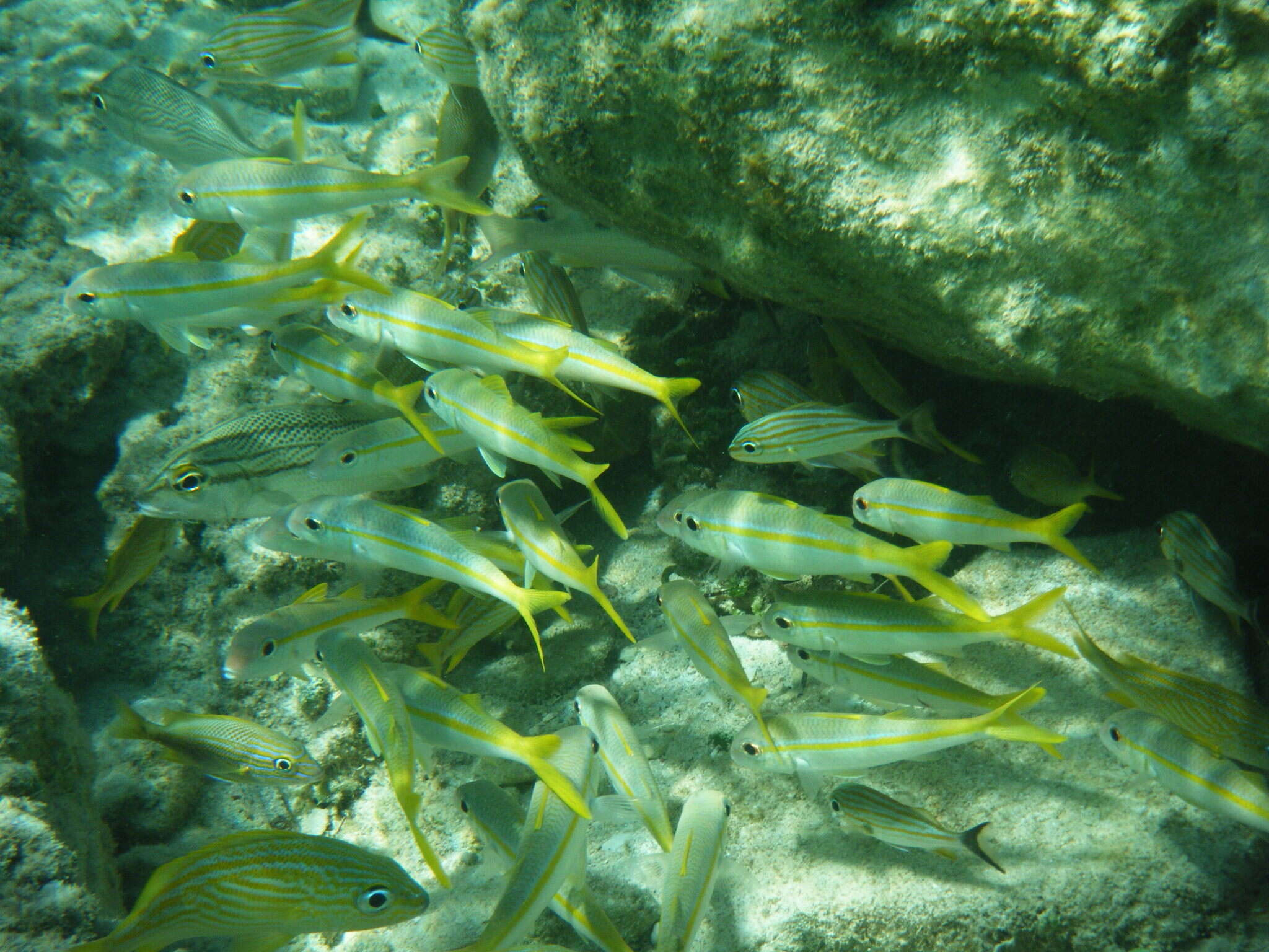 Image of Goatfish