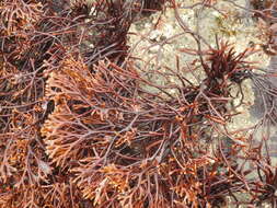 Image of Ahnfeltiopsis linearis