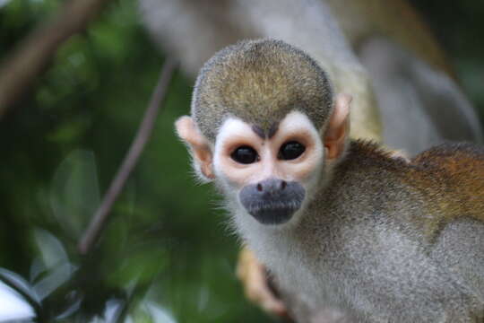 Image of Bare-eared Squirrel Monkey