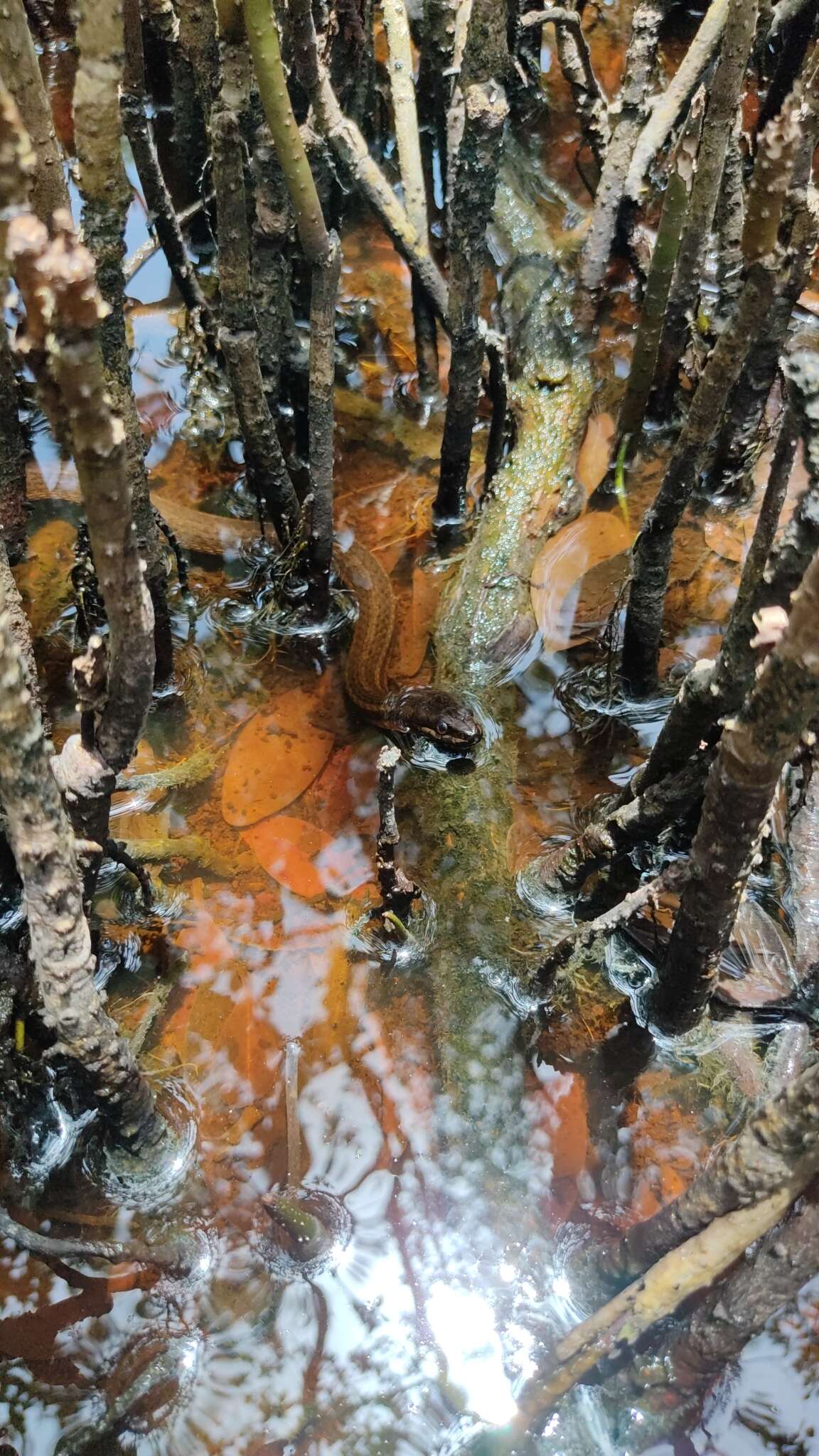 Image of Atlantic Saltmarsh Snake