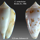 Conus sertacinctus Röckel 1986的圖片