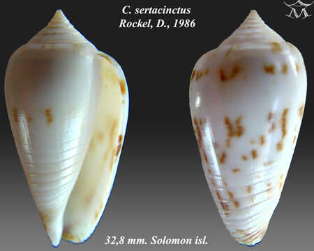 Image of Conus sertacinctus Röckel 1986