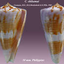 Image of Conus shikamai Coomans, Moolenbeek & Wils 1985