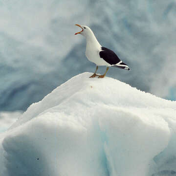 Image of Kelp Gull