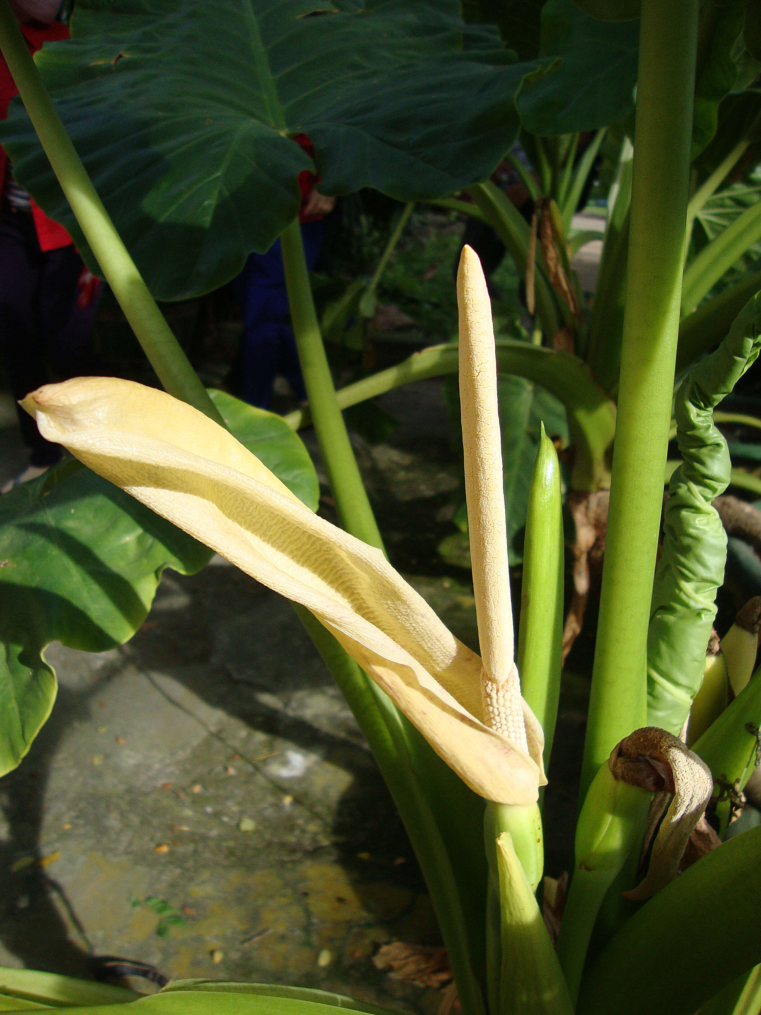 Imagem de Alocasia macrorrhizos (L.) G. Don